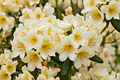 Rhododendron yakushimanum 'Millennium Gold