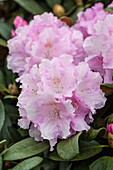 Rhododendron yakushimanum 'Silver Cloud