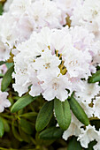 Rhododendron yakushimanum 'Schneewolke'
