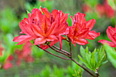 Rhododendron luteum, red