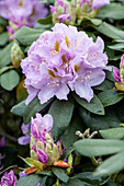 Rhododendron 'Blutopia