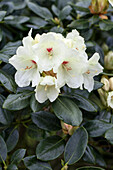 Rhododendron yakushimanum 'Flava