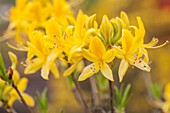 Rhododendron luteum