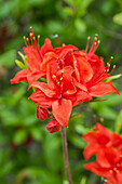 Rhododendron luteum 'Royal Command'