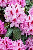 Rhododendron Diadem