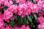 Rhododendron 'Germania'®