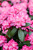 Rhododendron 'Germania'®