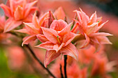 Rhododendron luteum 'Arista'