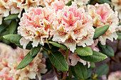 Rhododendron yakushimanum 'Percy Wiseman'