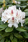 Rhododendron 'Progrès'