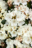 Rhododendron williamsianum 'Garden Director Rieger
