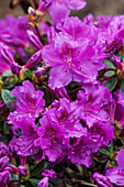 Rhododendron obtusum 'Diamant Rosa'®