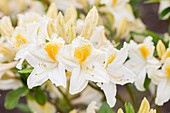 Rhododendron luteum 'Persil