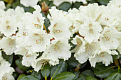 Rhododendron 'Goldkrone'®