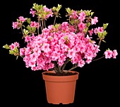 Rhododendron obtusum 'Babushka'®