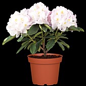 Rhododendron 'Gomer Waterer