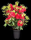 Rhododendron 'Erato'(s)