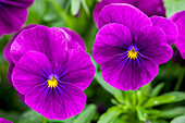 Viola cornuta 'Rocky Bright Purple'