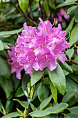 Rhododendron catawbiense 'Grandiflorum'