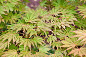 Acer palmatum 'Ariadne'