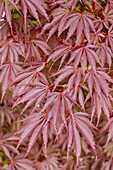 Acer palmatum Sherwood Flame