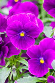 Viola cornuta 'Rocky Bright Purple