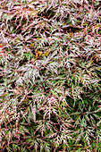 Acer palmatum 'Dissectum Garnet'