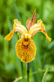 Iris pseudacorus