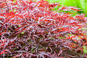 Acer palmatum 'Red Dragon'