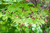 Acer japonicum 'Aconitifolium'