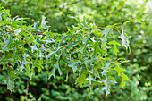 Quercus ellipsoidales 'Hemelrijk'