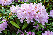 Rhododendron yakushimanum 'Lavender Charm'