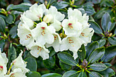 Rhododendron yakushimanum 'Flava'