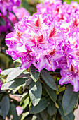 Rhododendron 'Sternschnuppe'