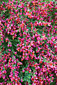 Cytisus scoparius 'Burkwoodii'