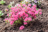 Rhododendron obtusum 'Rosalind