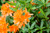 Rhododendron molle 'T.J. Seidel'