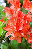 Rhododendron 'Willem Hardijzer' molle