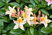 Rhododendron rustica 'Chromatella