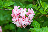 Rhododendron viscosum