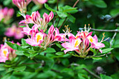 Rhododendron viscosum