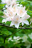 Rhododendron luteum 'Frederic de Merode'