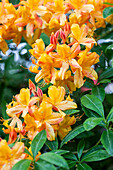Rhododendron luteum 'Goldlack'