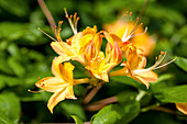 Rhododendron viscosum