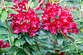 Rhododendron 'Sammetglut' (Glowing embers)