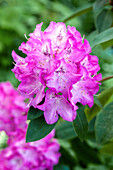 Rhododendron williamsianum 'Andrea'