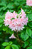 Rhododendron luteum, pink