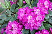 Rhododendron 'Omega'