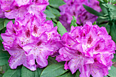 Rhododendron 'Obergärtner Karl Baumann'