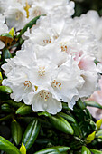 Rhododendron decorum